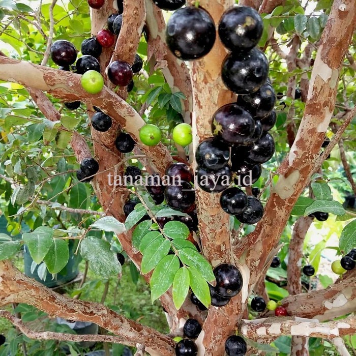 tanaman bibit buah anggur freco/anggur brazil