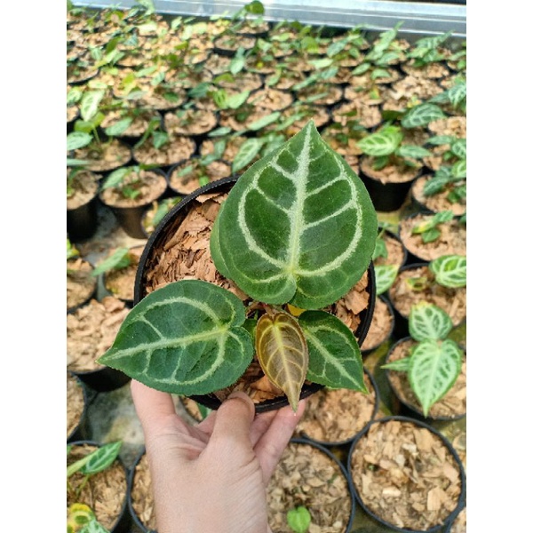 Anthurium Dorayaki Silver