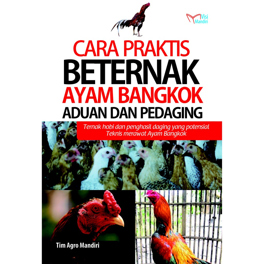 Cara Praktis Beternak Ayam Bangkok Aduan Dan Pedaging Shopee