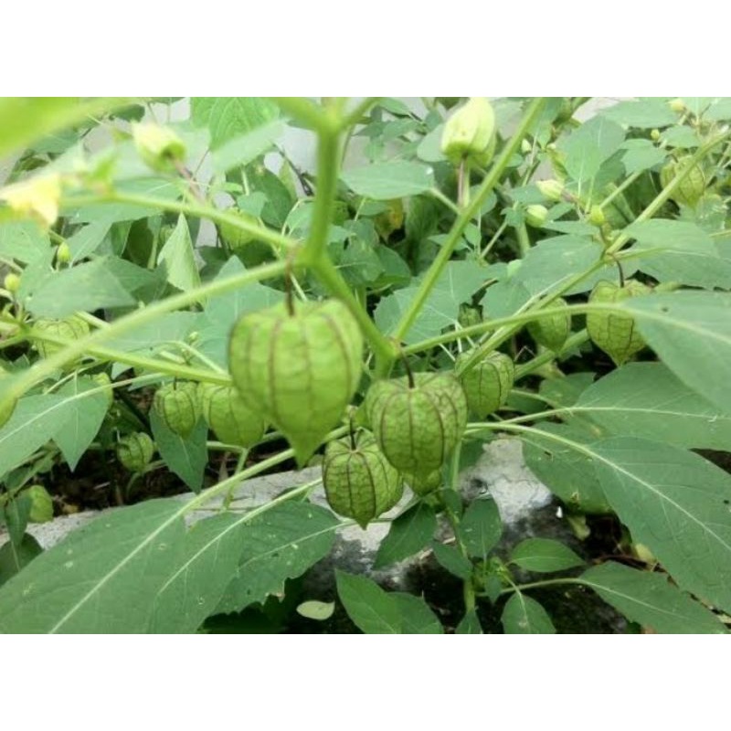 Akar cecendet / ciplukan