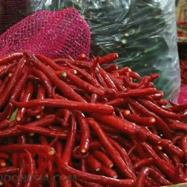 

Cabe merah keriting petik