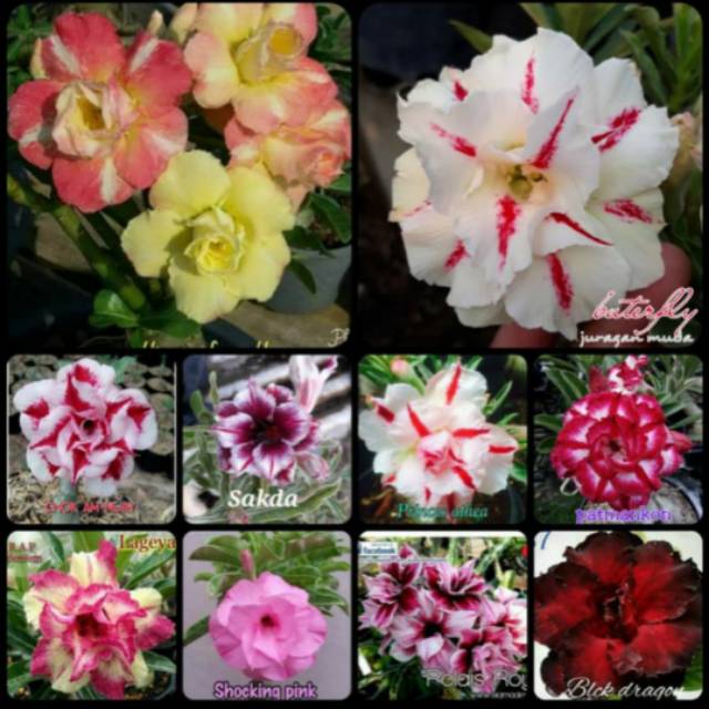 Promo Paket 10 Bunga Kamboja Adenium Jepang Tanaman Hias Kamboja Jepang Shopee Indonesia