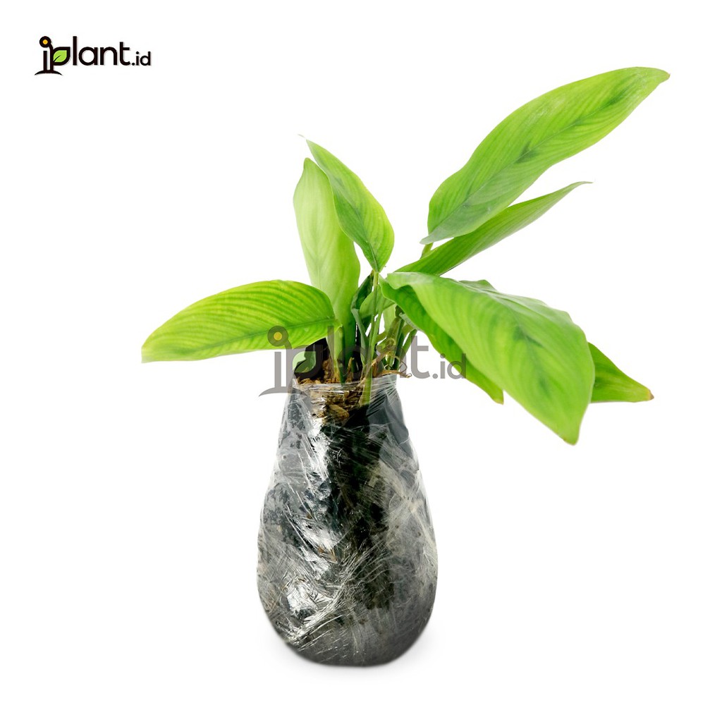 Jual Tanaman Hias Calathea Bambu Iplant Shopee Indonesia