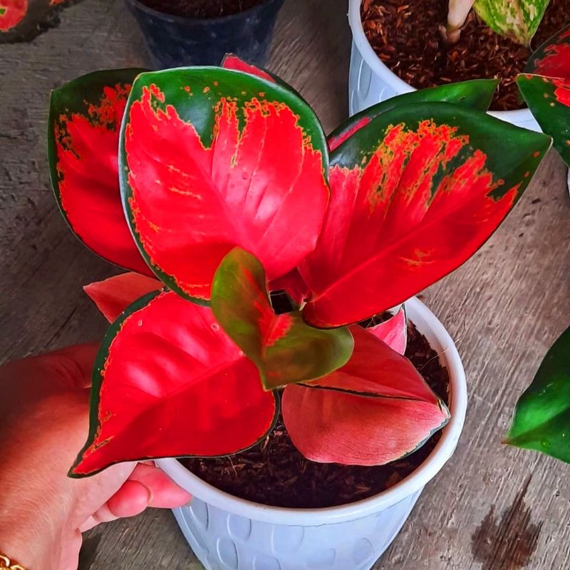 Tanaman hias aglonema suksom jaipong-aglaonema - tanaman hias-tanaman bunga-tanaman hidup aglonema-a