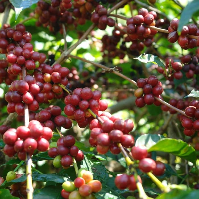 

Biji Kopi basah Siap Semai 1kg berkualitas