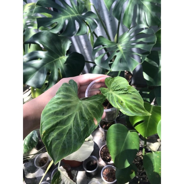 Philodendron Verrucosum