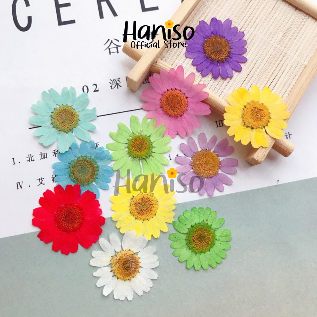 Bunga Kering Daisy Pressed Flower Asli