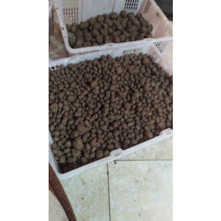 Permo bibit benih katak porang/bulbil