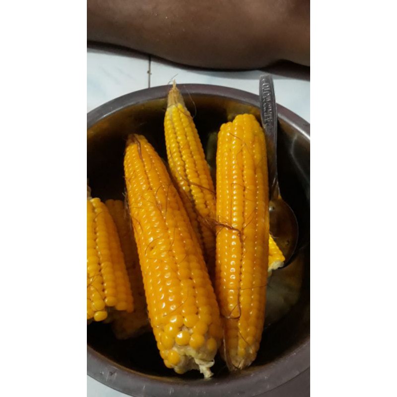 

jagung