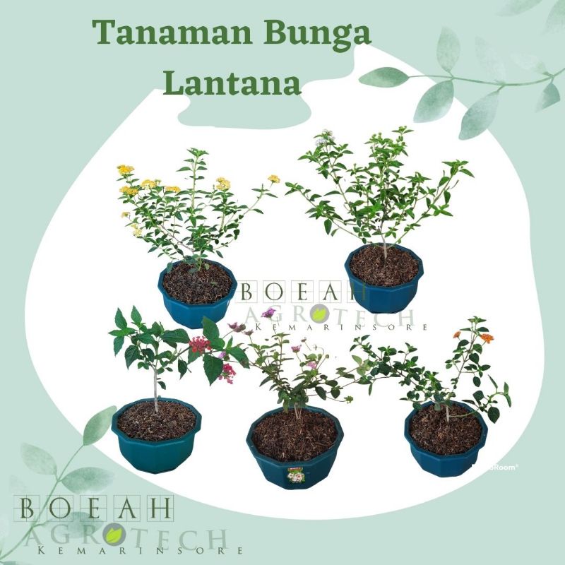 Bibit Tanaman Hias Bunga Lantana Kondisi Berbunga Tanaman Hias Lantana Rimbun Berbunga Bagus