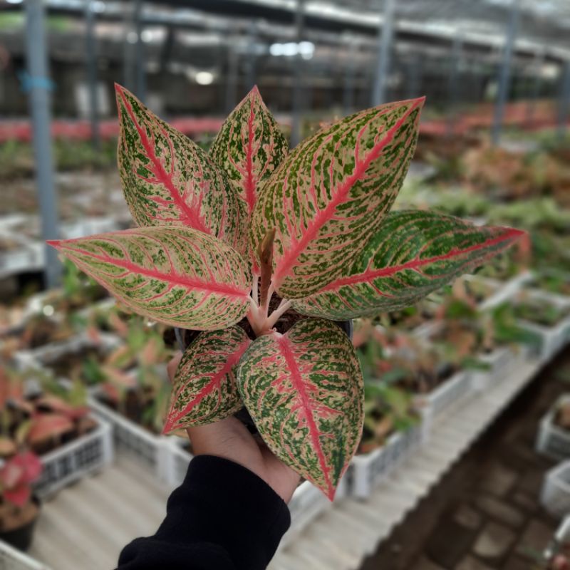 Aglaonema Legacy Tanaman Hias Aglonema Legacy Ratudaun Nursery