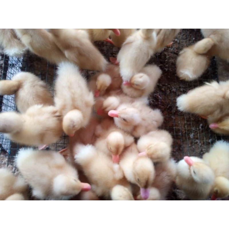 

DOD Bebek Peking - Bebek Peking 100 ekor - 1 box