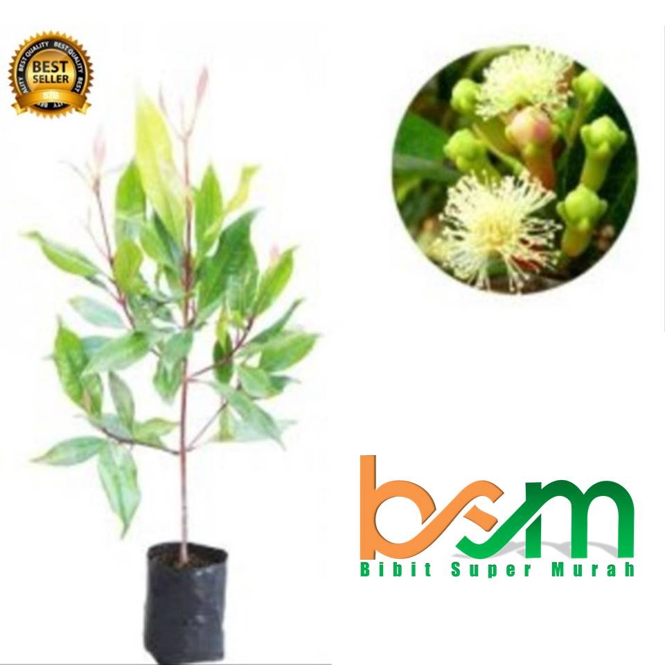 Bibit Cengkeh Zanzibar Super Unggul Unggul