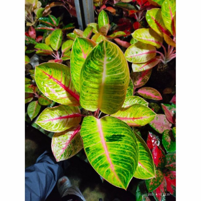 Aglonema Goliath indukan