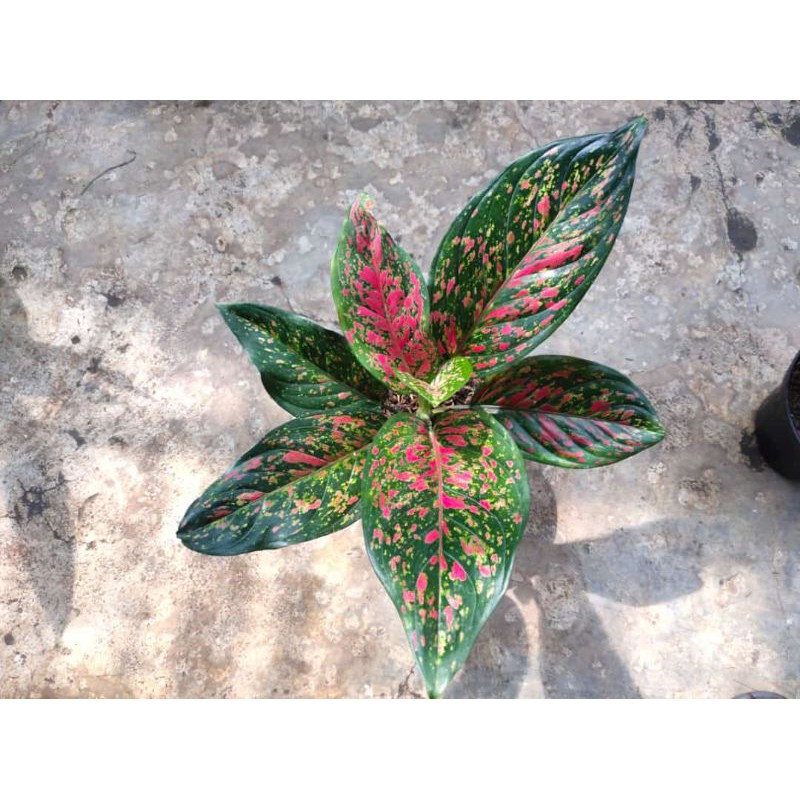 Aglaonema venus