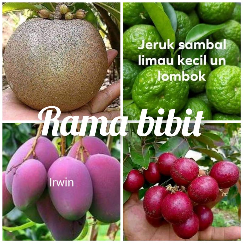 paket bibit mangga irwin jeruk limau Kelengkeng merah sawo jumbo