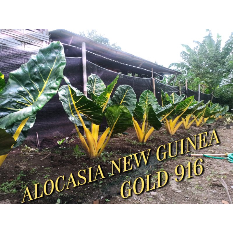 Tanaman Hias aLocasia new Guinea gold/sente kuning.