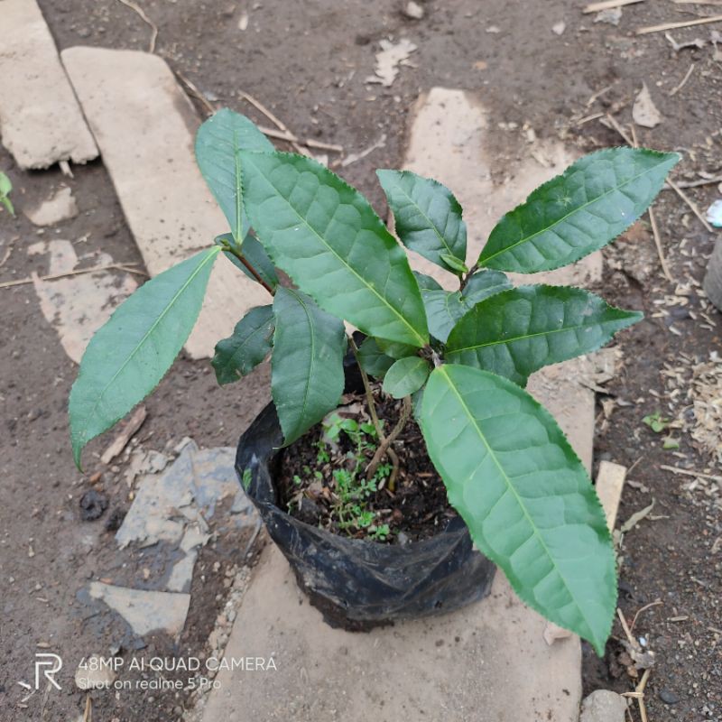 Bibit pohon daun teh hijau - Tanaman daun teh hijau (obat herbal)