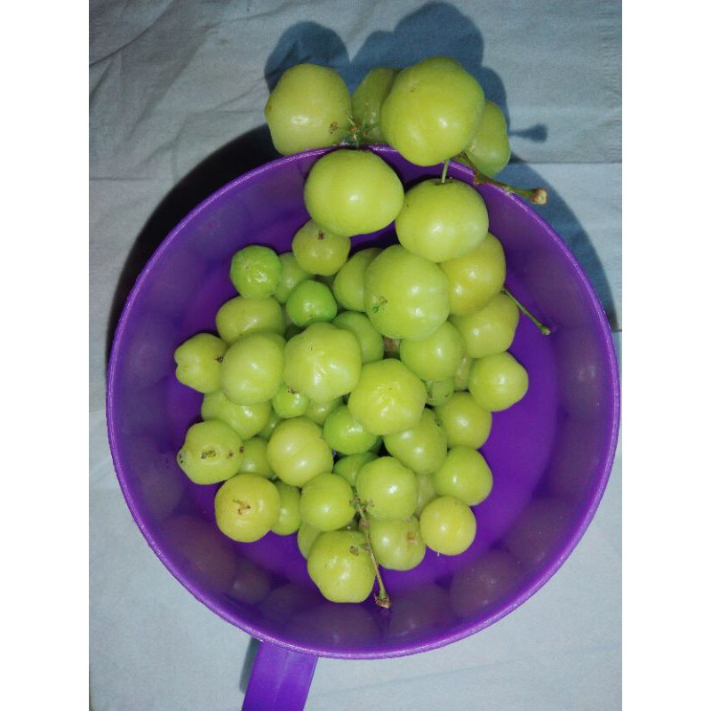 

buah caremai, langsung petik dari pohonnya