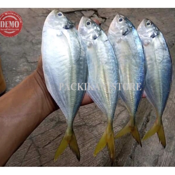 Jual Ikan Selar Segar Ikan Selar Gapret Ikan Segar Hasil Laut Segar