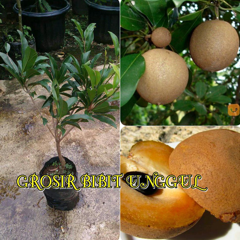 BIBIT BUAH SAWO SUPER JUMBO CANGKOK SUDAH BERBUAH <1^