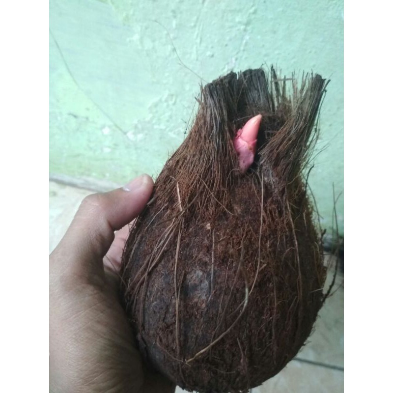 BAHAN BONSAI KELAPA WULUNG