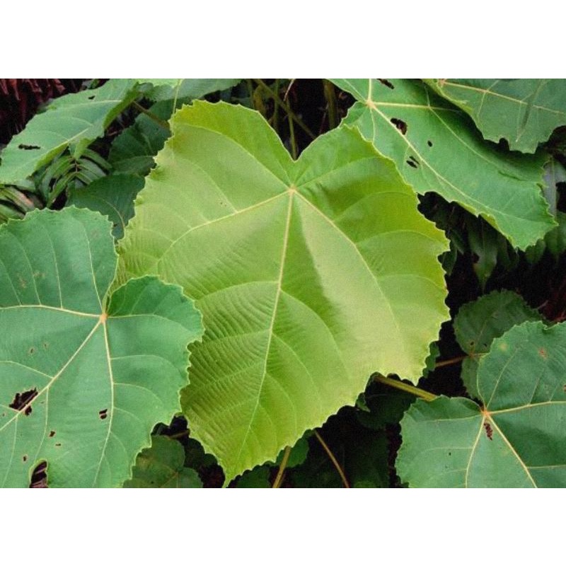 

[Fresh] BIBIT MARKUBUNG (STEK BATANG) macaranga gigantea / UNTUK PAGAR DAN HERBAL