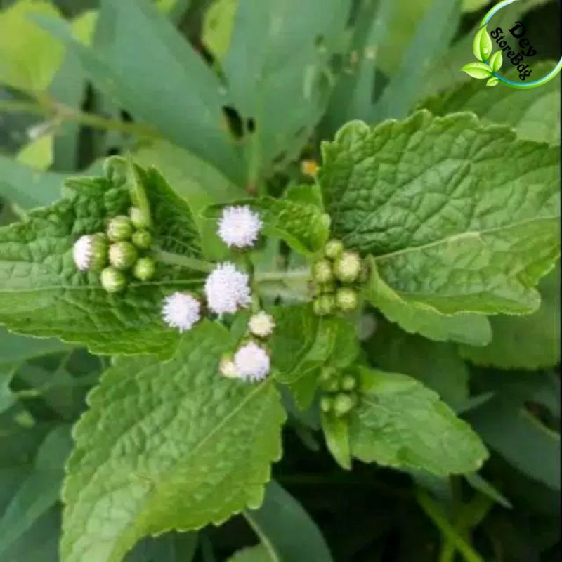 

DAUN BABADOTAN SEGAR 1 KG Baru petik