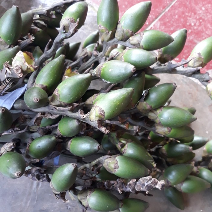 Terbaik Buah Pinang Muda  Segar 1 Kg Bonus akar pinang  20 