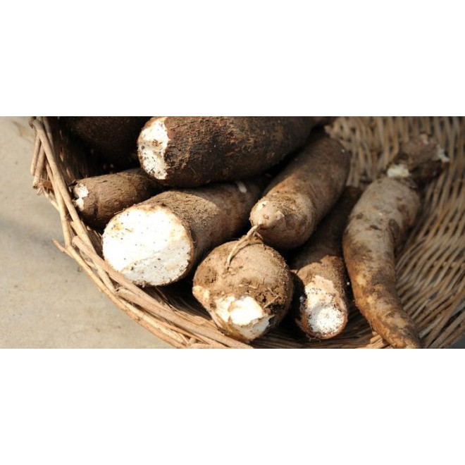 Singkong/Ketela Pohon/Ubi Kayu/500gr Shopee Indonesia