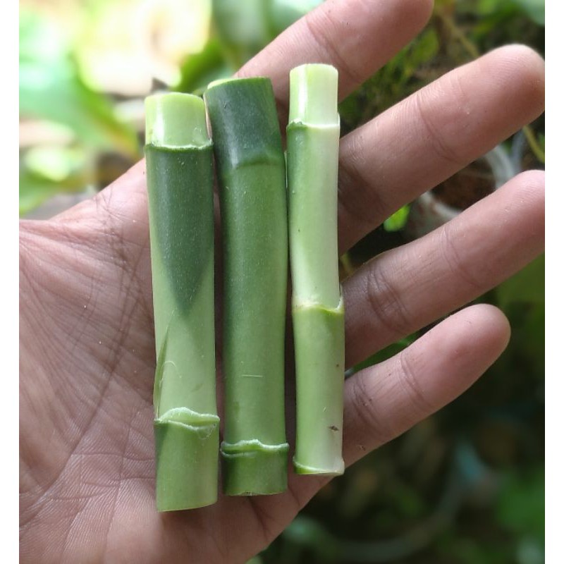5-8cm sri rejeki batang bambu hoki bambu cina lucky bambu sri rejeki