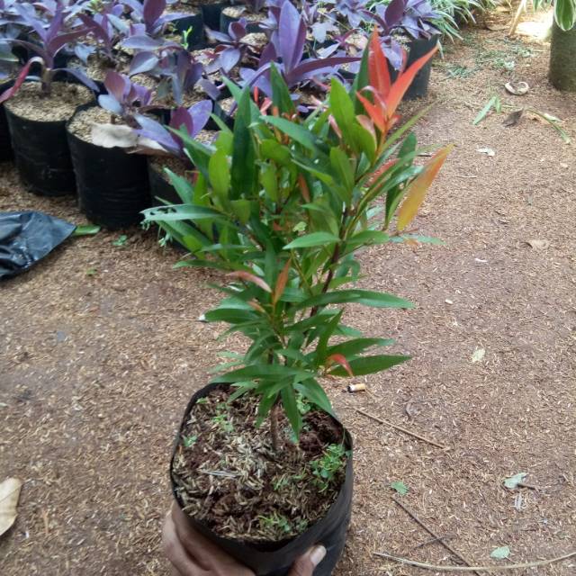 Tanaman bibit pucuk merah - bibit pohon pucuk merah