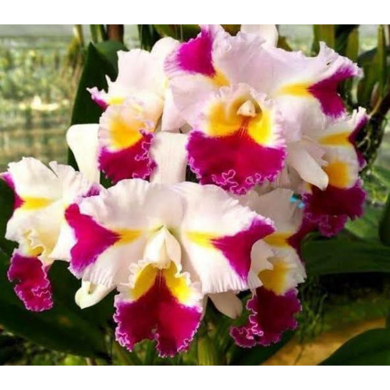 Anggrek Catleya Pachara Fancy Dewasa