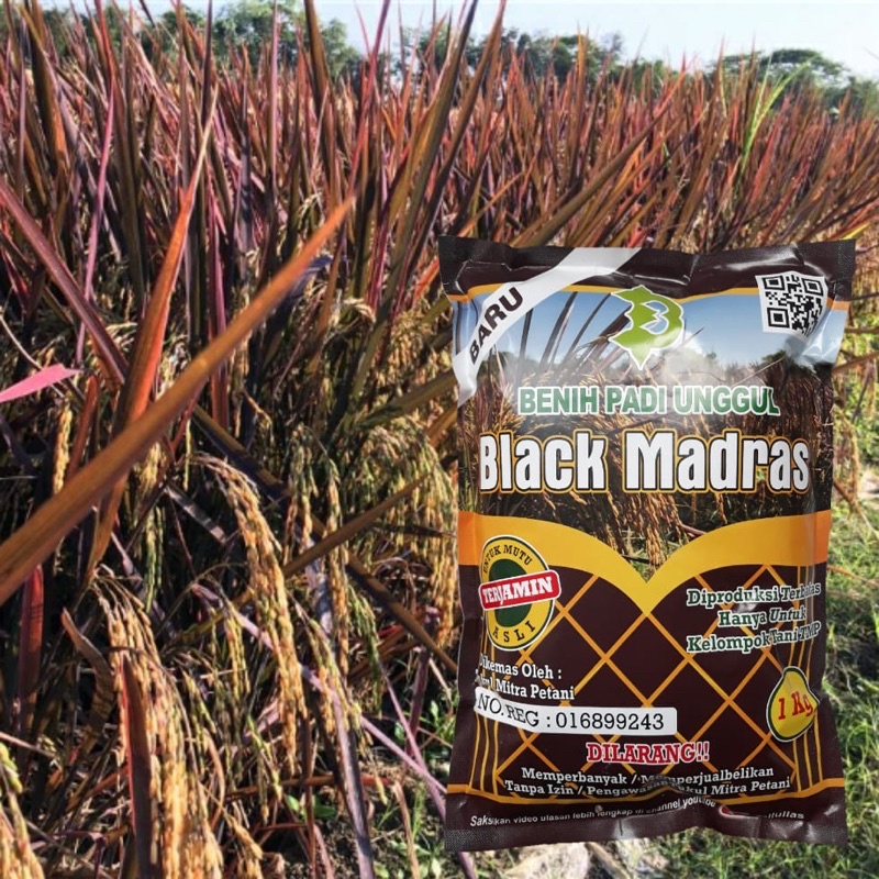 Biji Padi Black Madras / Beras Rendah Gula
