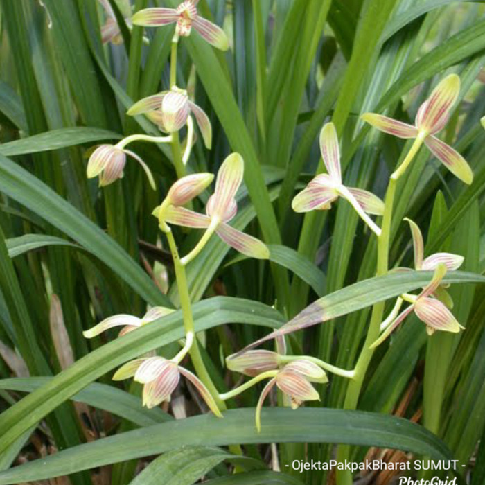 Tanaman Hias Anggrek Cymbidium ensifolium Anggrek Hutan TERMURAH