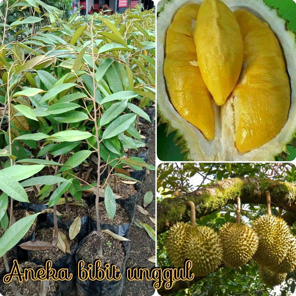 @_# Bibit Durian Musangking Musang King Super Durian Malaysia @_@