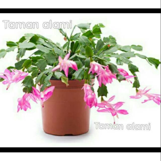 Tanaman hias wijaya kusuma kepiting bunga pink - bunga hidup murah-bunga wijaya kusuma-bunga gantung