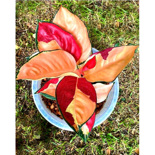 [ BISA COD ] Tanaman Hias Aglonema Aglaonema Suksom Tree Colour Termurah | Bunga Hias Aglonema Aglao