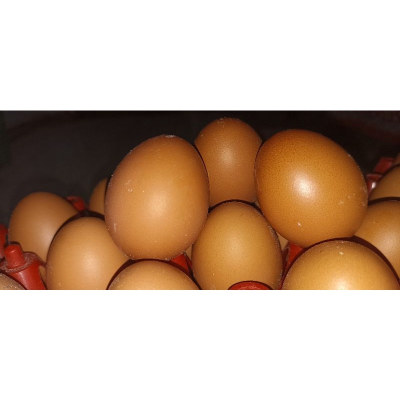 

TELUR AYAM NEGERI/RAS