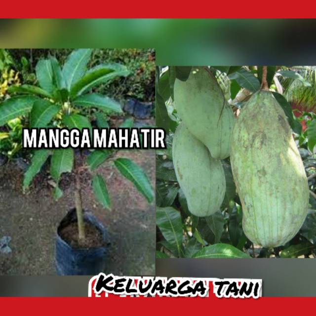 Bibit buah mangga mahatir jumbo