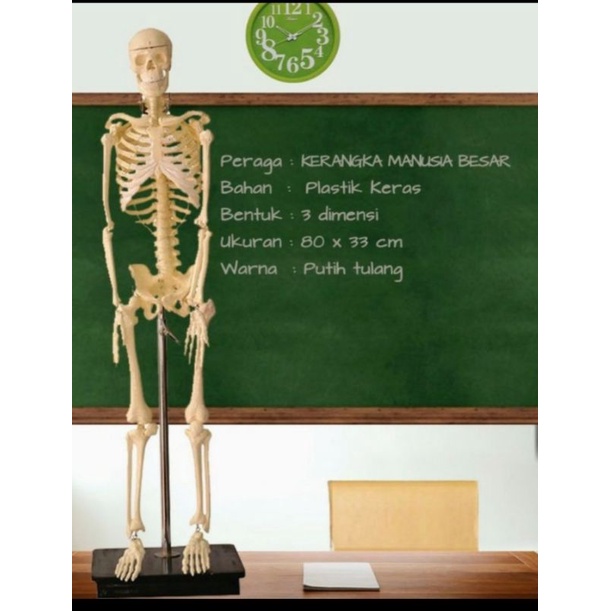

Kerangka Manusia Dewasa ukuran 160 cm + Gratis palet Kayu