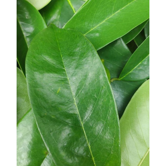 

DAUN SIRSAK SEGAR BAHAN JAMU 250gr