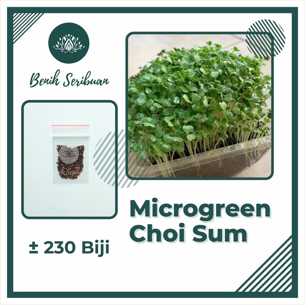 BS-BYL Benih Microgreen Sayur Organik Sprout Seed Bibit Sayuran Microgreens Alfalfa Broccoli Bok Pak Choy Red Cabbage Radish dll-MG - CHOY SUM
