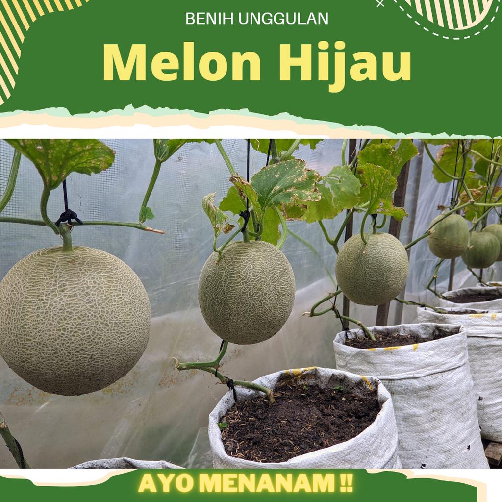 Benih Melon Pertiwi Anvi 4 Biji Hibrida F1