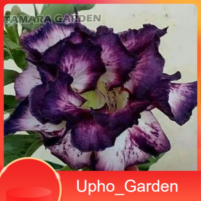 

Bibit Bunga Kamboja Adenium Lembayung Upho_Garden