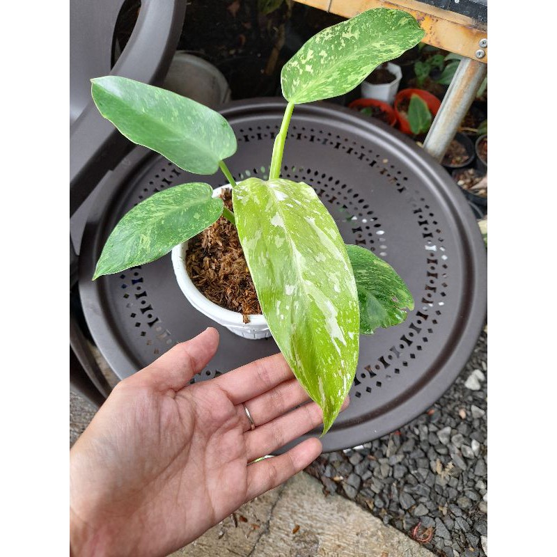 philodendeon jose buono