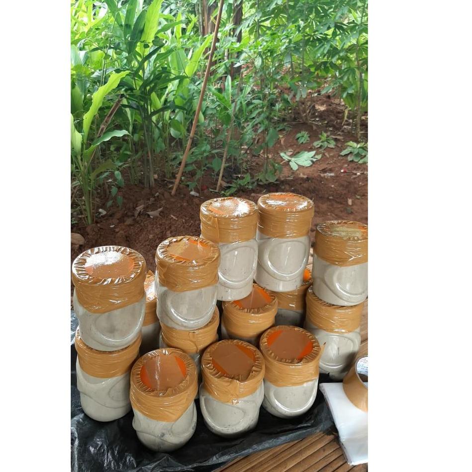 Barang Pilihan.. Umpan Kucur Super Ryan Fernandez