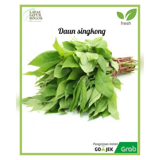 

daun singkong segar sayuran daun singkong per ikat sayur bok sayur bogor