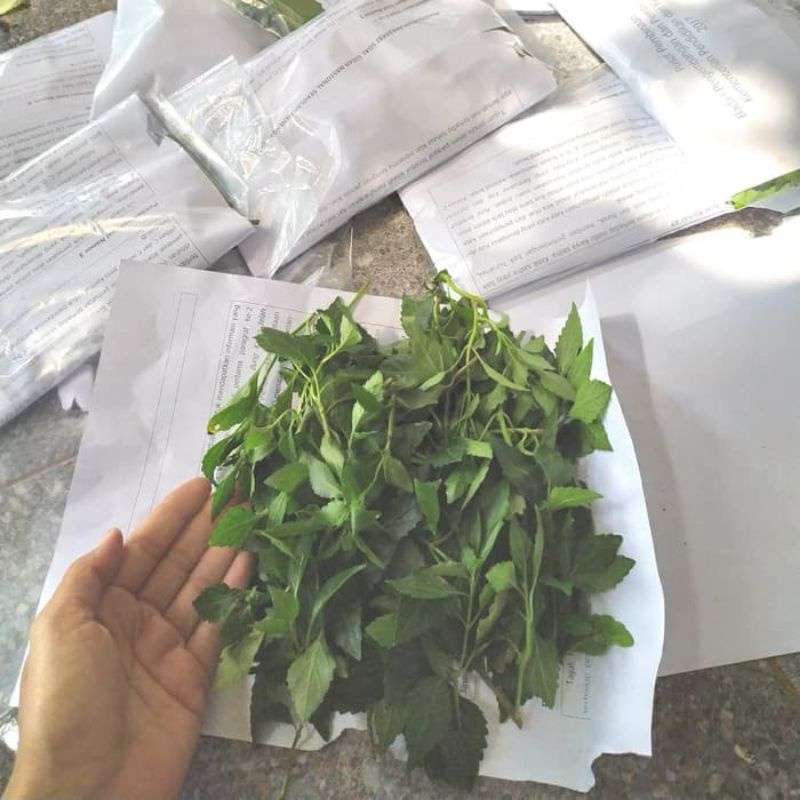 DAUN KUMIS KUCING SEGAR 50 Gram BISA COD