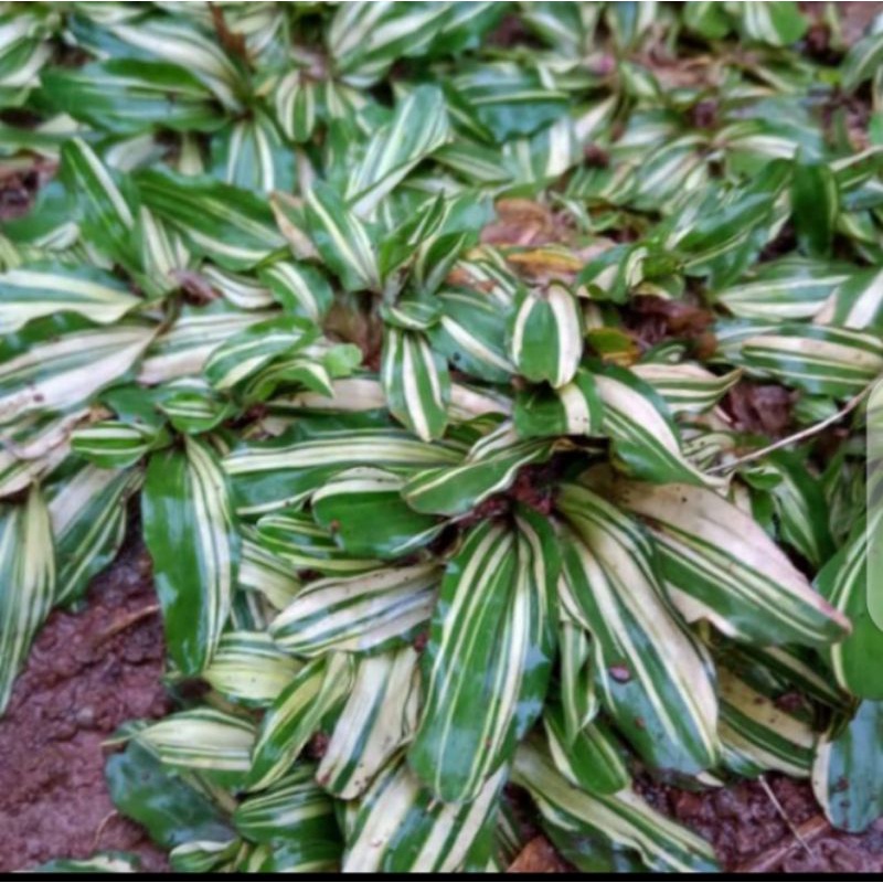 tanaman hias hidup rumput gajah mini varigata 1 X1 meter